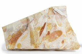 Fossil Seed Fern (Glossopteris) Plate - Australia #358524