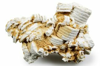 Mississippian Fossil Crinoid Stem Cluster - Kentucky #358649