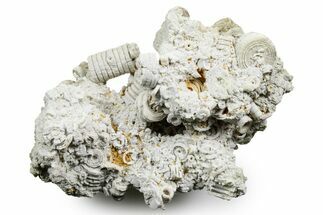 Mississippian Fossil Crinoid Stem Cluster - Kentucky #358692
