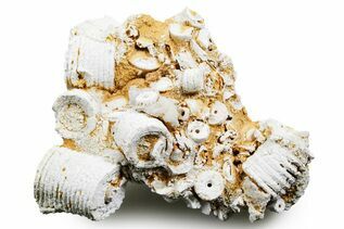 Crinoids For Sale