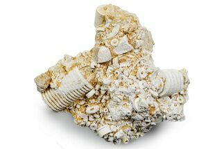 Mississippian Fossil Crinoid Stem Cluster - Kentucky #358734