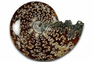 Polished Ammonite (Cleoniceras) Fossil - Madagascar #358414