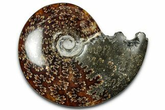 Polished Ammonite (Cleoniceras) Fossil - Madagascar #358415