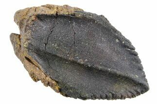 Unworn Fossil Dinosaur (Triceratops) Crown - Wyoming #358265