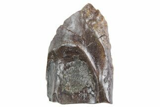 Fossil Triceratops Shed Tooth - Wyoming #358273