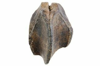 Fossil Dinosaur (Triceratops) Tooth Crown - Wyoming #358292