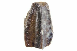 Fossil Hadrosaur (Edmontosaurus) Partial Tooth - Wyoming #358302