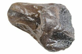 Fossil Triceratops Tooth - Wyoming #358313