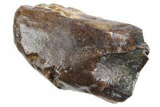 Fossil Triceratops Shed Tooth - Wyoming #358316