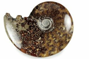 Massive 8.8 Inch Wide Polished Ammonite Fossil (#2984) For Sale