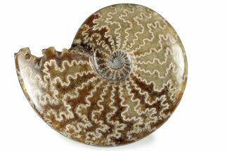 Polished Ammonite (Cleoniceras) Fossil - Madagascar #358461