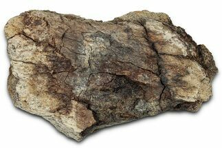 Dinosaur (Triceratops) Frill Shield Section - Montana #347959