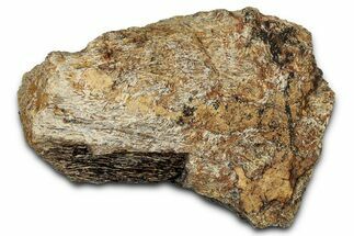 Dinosaur (Triceratops) Frill Shield Section - Montana #347962