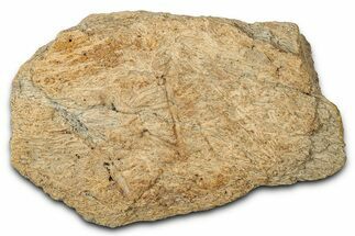 Dinosaur (Triceratops) Frill Shield Section - Montana #347966