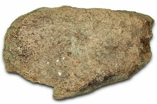 Dinosaur (Triceratops) Frill Shield Section - Montana #347967