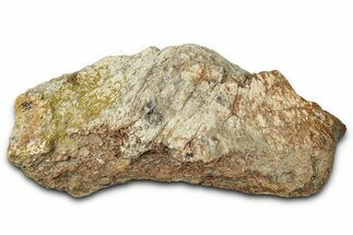 Dinosaur (Triceratops) Frill Shield Section - Montana #347974