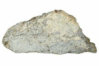 Dinosaur (Triceratops) Frill Shield Section - Montana #347975