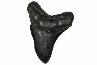 Fossil Megalodon Tooth - South Carolina #356853