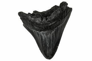Serrated, Fossil Megalodon Tooth - South Carolina #356857