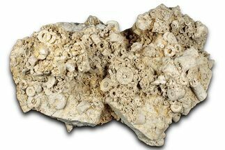 Mississippian Fossil Crinoid Stem Cluster - Kentucky #358786