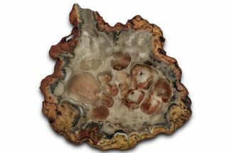 Petrified Seed Fern (Rhexoxylon) Slab - Zimbabwe #358814
