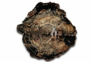Polished Triassic Petrified Wood (Araucarioxylon) Round - Utah #358818