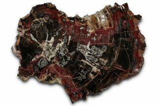 Colorful Polished Triassic Petrified Wood End-Cut - Utah #358826