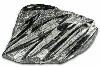 Polished Fossil Orthoceras (Cephalopod) Plate - Morocco #352972