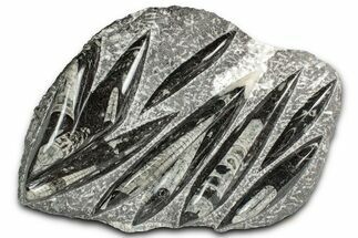 Polished Fossil Orthoceras (Cephalopod) Plate - Morocco #352975