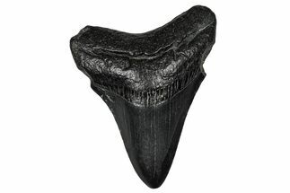 Juvenile Megalodon Tooth - South Carolina #356866