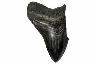 Partial Fossil Megalodon Tooth - Serrated Blade #356868