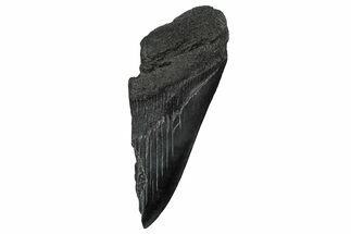Partial Fossil Megalodon Tooth - South Carolina #356872