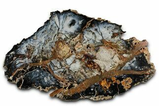 Colorful Hubbard Basin Petrified Wood Slab - Nevada #358855