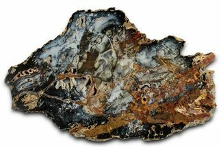 Colorful Hubbard Basin Petrified Wood Slab - Nevada #358860