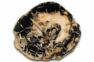 Polished Petrified Wood (Woodworthia) Round - Utah #358865
