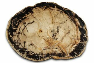 Polished Petrified Wood (Woodworthia) Round - Utah #358866