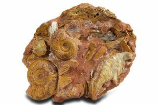 Jurassic Ammonite and Oyster Fossil Cluster #358322