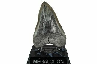 Fossil Megalodon Tooth - South Carolina #358960