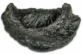 Huge Fossil Whale Ear Bone - South Carolina #358961