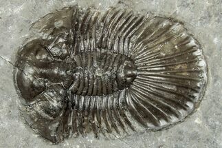 Detailed Scabriscutellum Trilobite - Morocco #359139