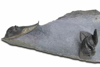 Double Scotoharpes Trilobite Specimen - Boudib, Morocco #359154