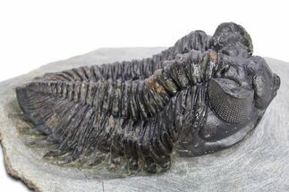 Bug-Eyed Coltraneia Trilobite Fossil - Ofaten, Morocco #359160