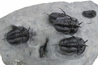 Impressive Cyphaspis Trilobite Cluster - Top Quality Preparation #359156