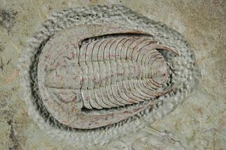 Early Cambrian Trilobite (Perrector) - Tazemmourt, Morocco #359163