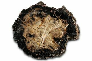 Polished Triassic Petrified Wood Round - Poison Springs, Utah #358881