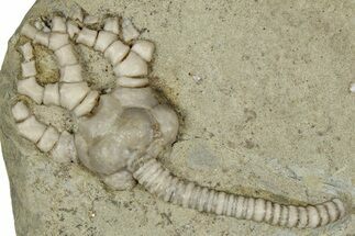 Fossil Crinoid (Cyathocrinites) - Crawfordsville, Indiana #359183