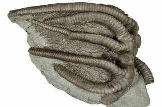 Fossil Crinoid (Agaricocrinus) - Crawfordsville, Indiana #359190