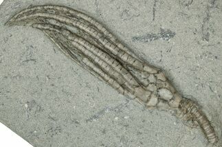 Fossil Crinoid (Hypselocrinus) - Crawfordsville, Indiana #359207