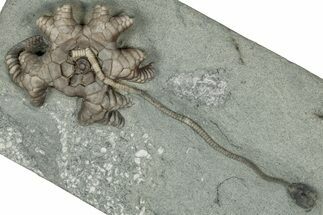 Fossil Crinoid Plate (Two Species) - Crawfordsville, Indiana #359215