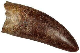Serrated Carcharodontosaurus Tooth - Giant Dinosaur Tooth #359349